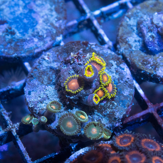 Fiji Zoanthid