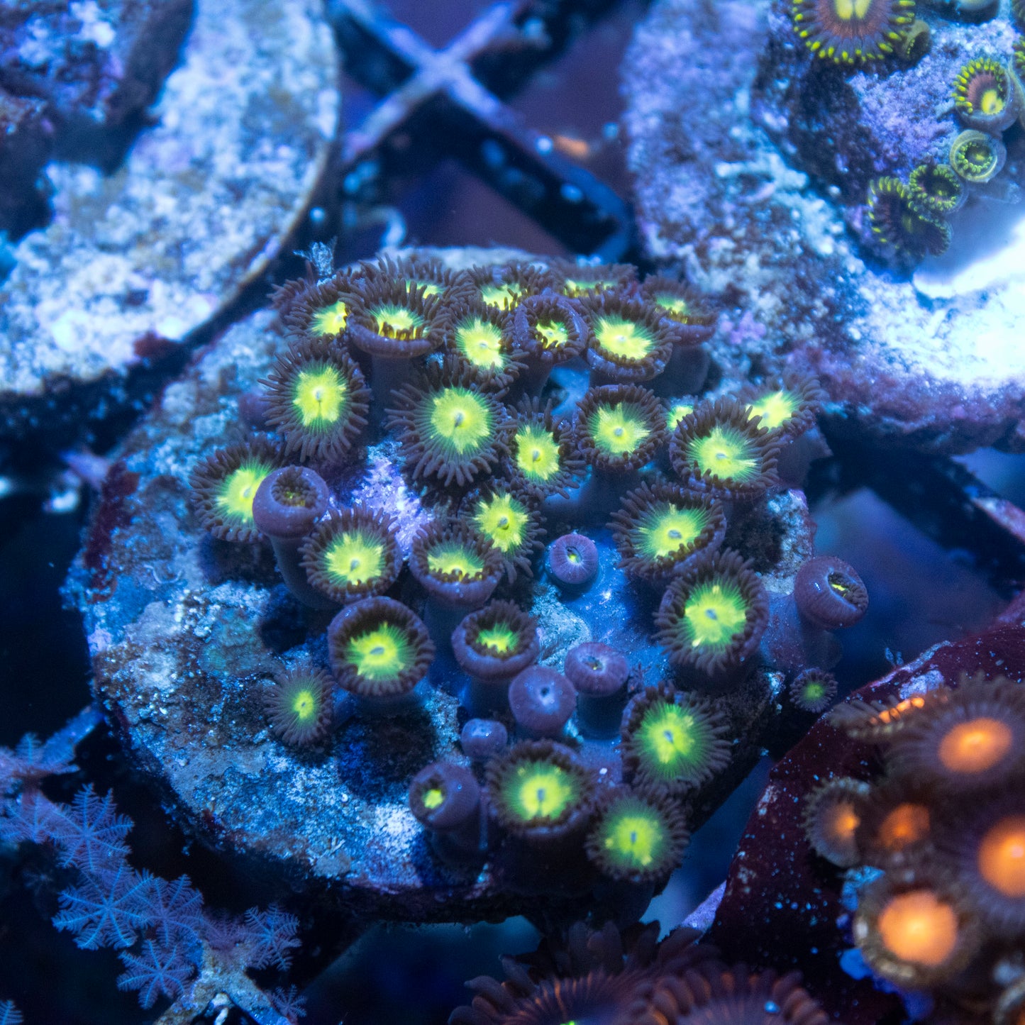 Texas Star Zoa