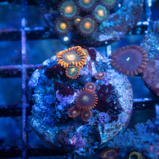 Fiji Zoanthid