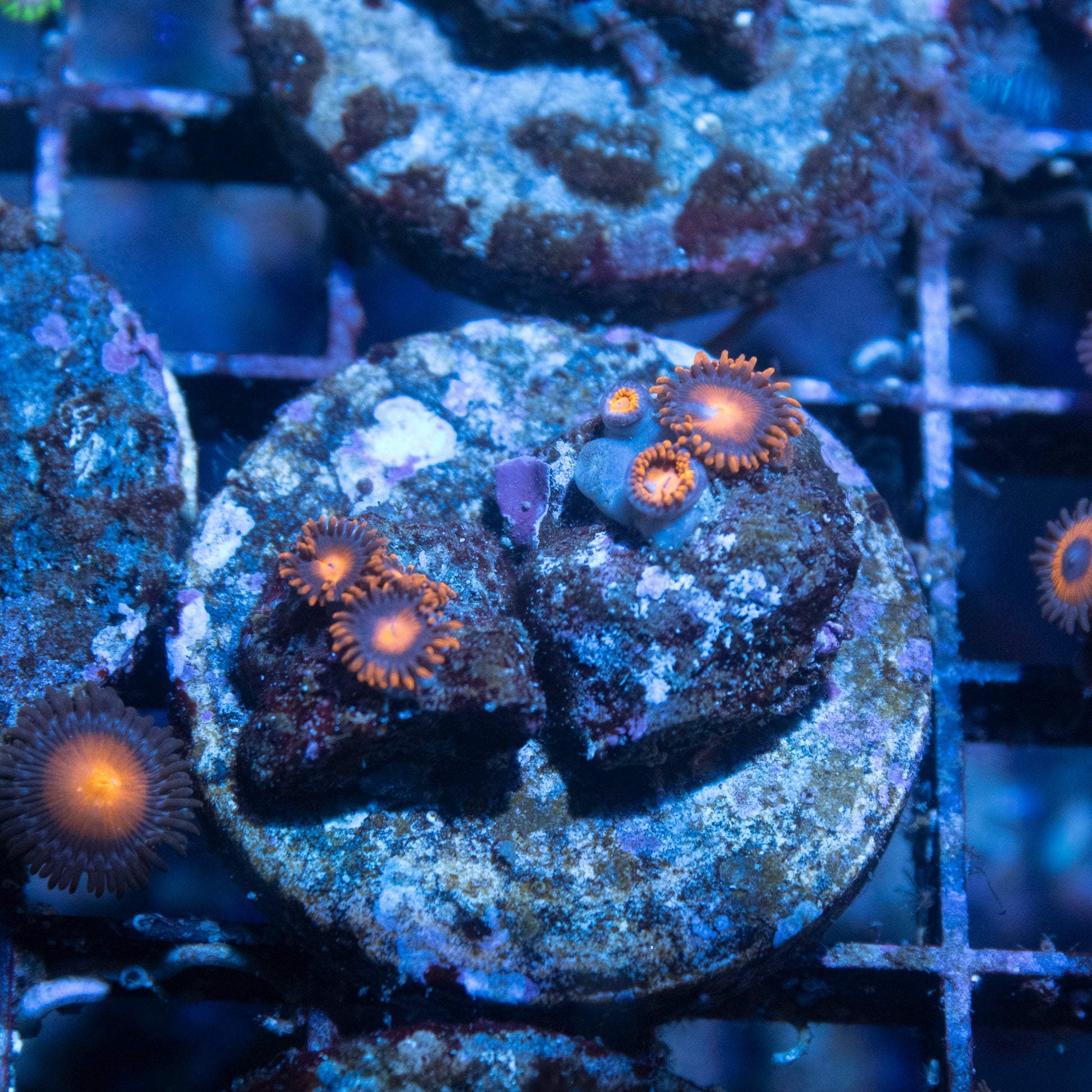 Fiji Zoanthid - AquaGemCorals