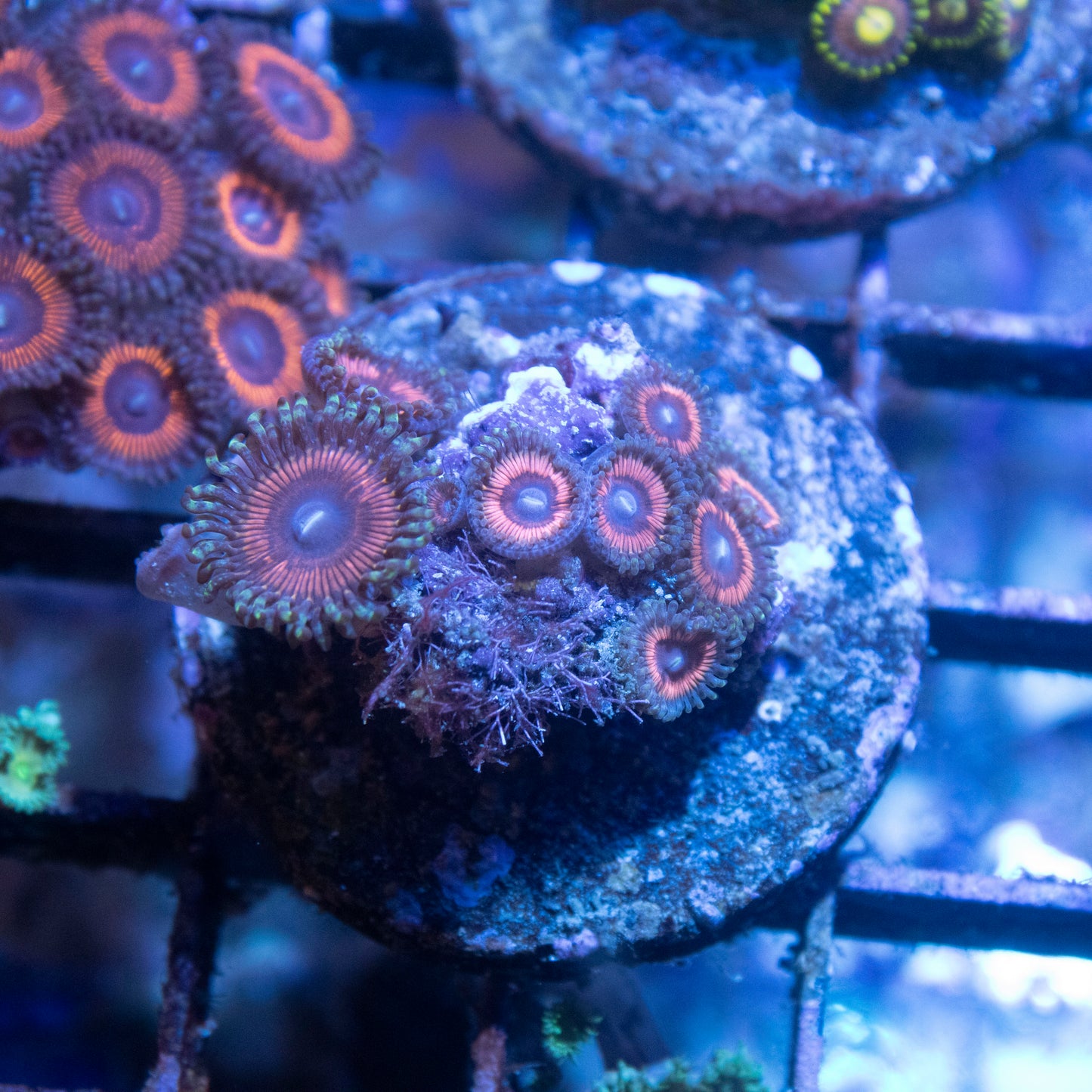 Assorted Zoas - AquaGemCorals