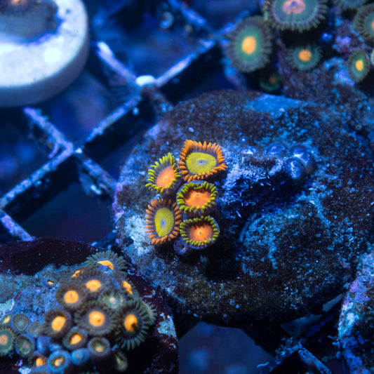 Fiji Zoanthid