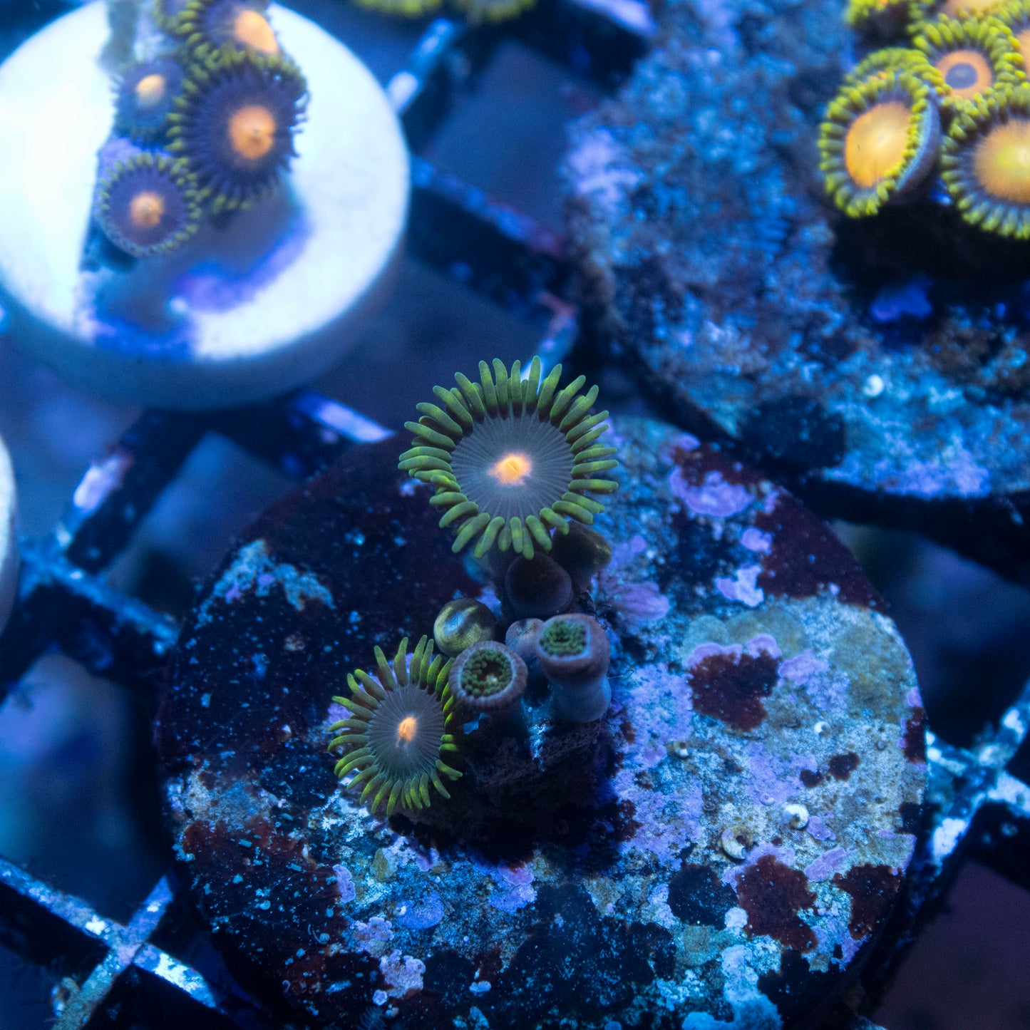 John Deer Zoa - AquaGemCorals