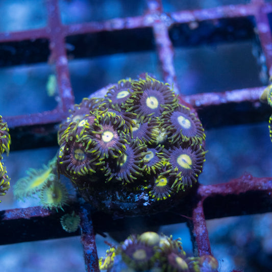 WWC Lemon Laser zoa - AquaGemCorals