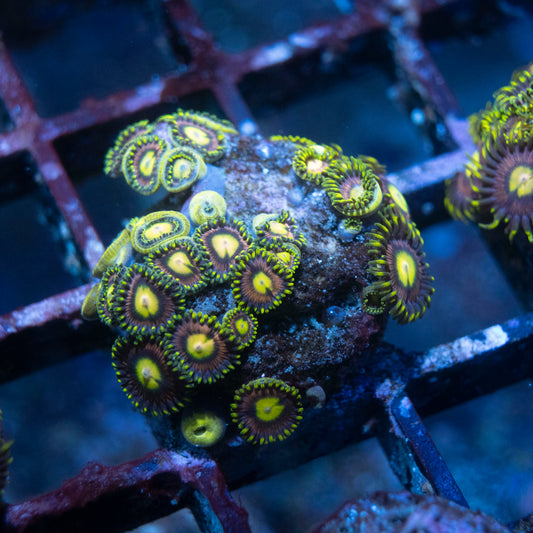 WWC Lemon Laser zoa - AquaGemCorals