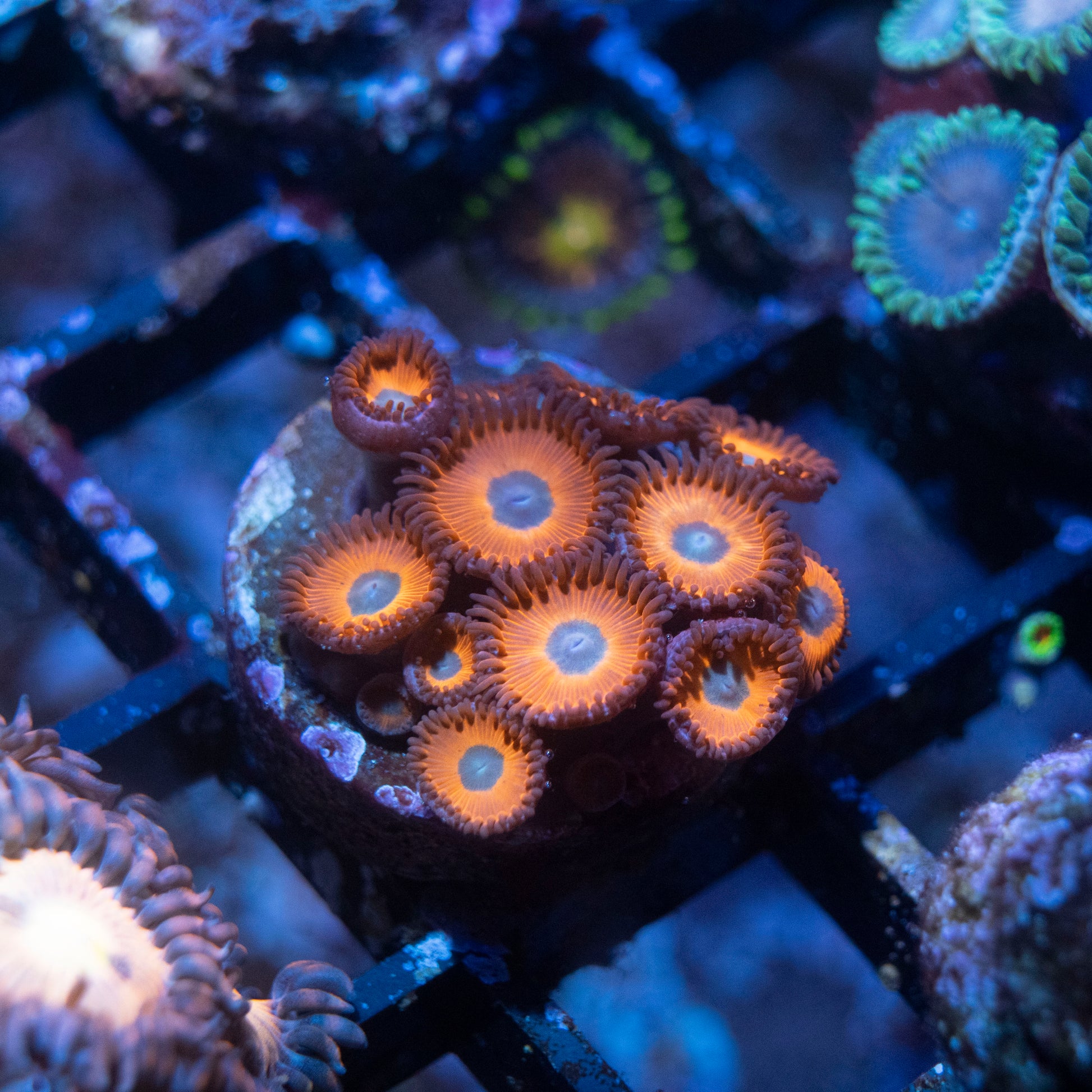 Charmander Zoa - AquaGemCorals