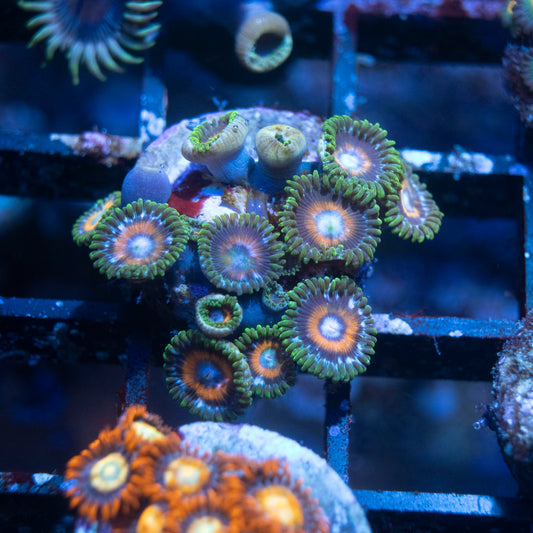 Tidal Gardens C-137 Zoanthid - AquaGemCorals