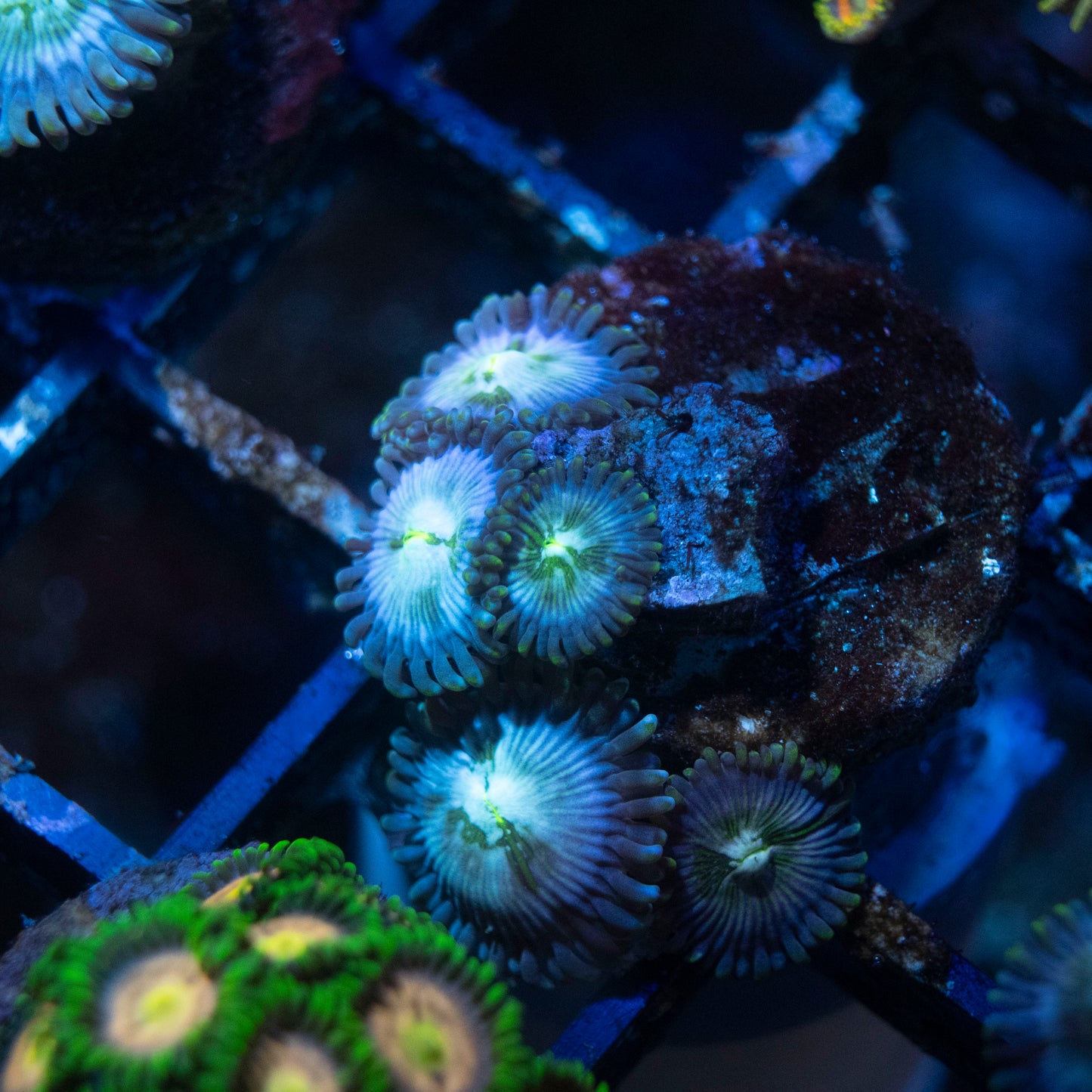 Hawaiian Ding Dang Zoa - AquaGemCorals