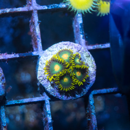 Green Bay Packers Zoa - AquaGemCorals