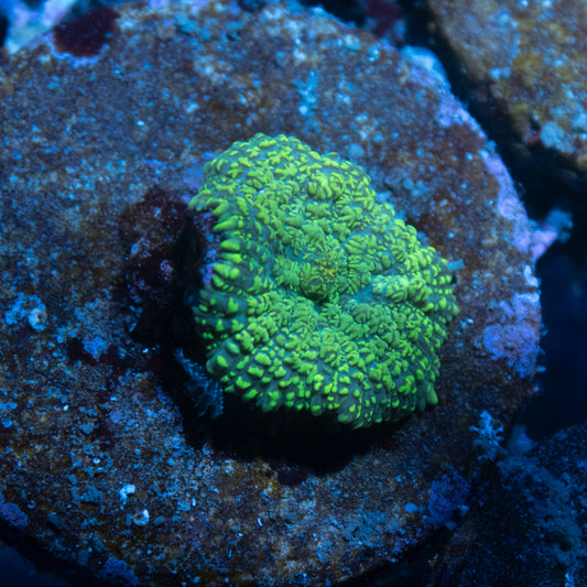 Green Rhodactis Mushroom - AquaGemCorals