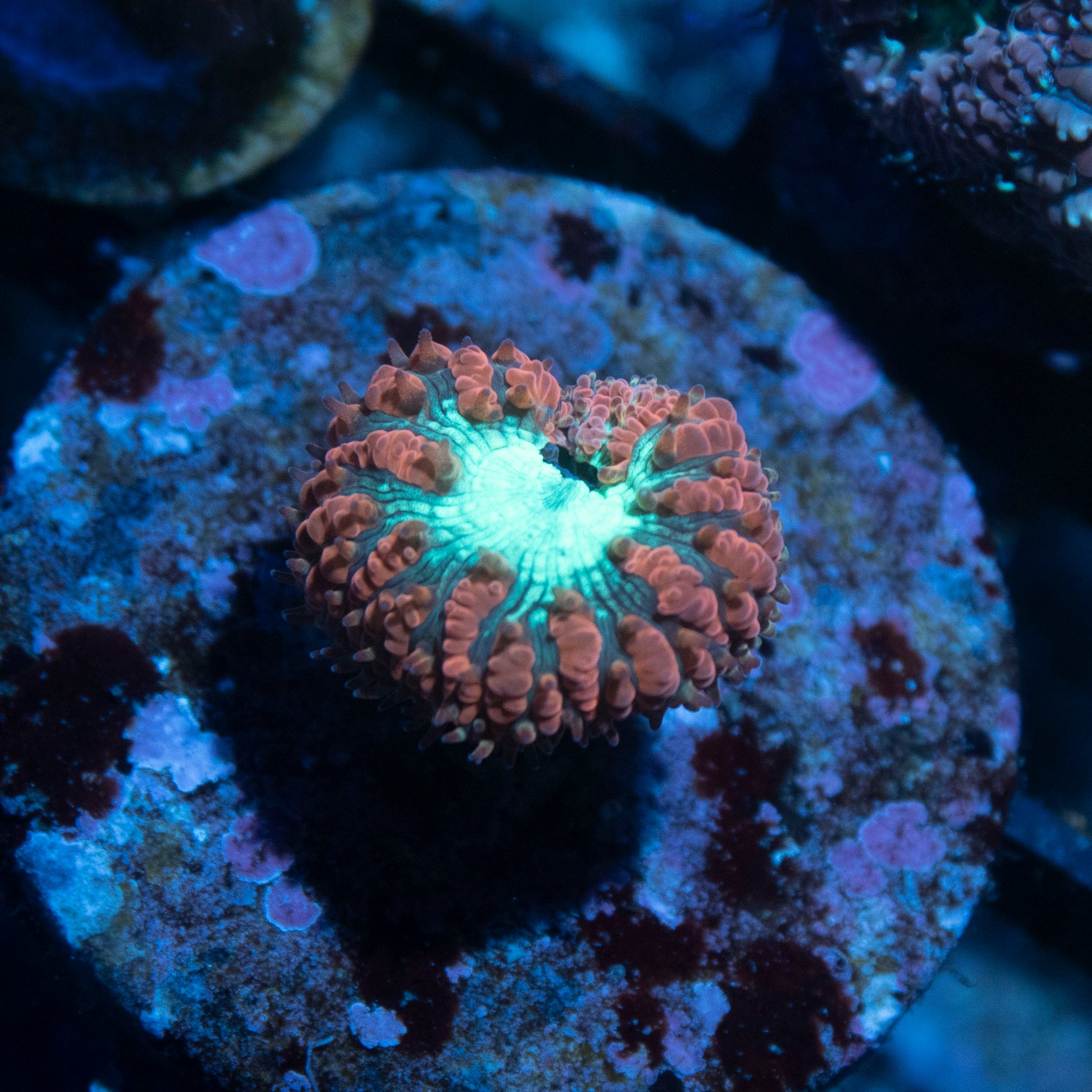 Red Blastomussa Wellsi - AquaGemCorals