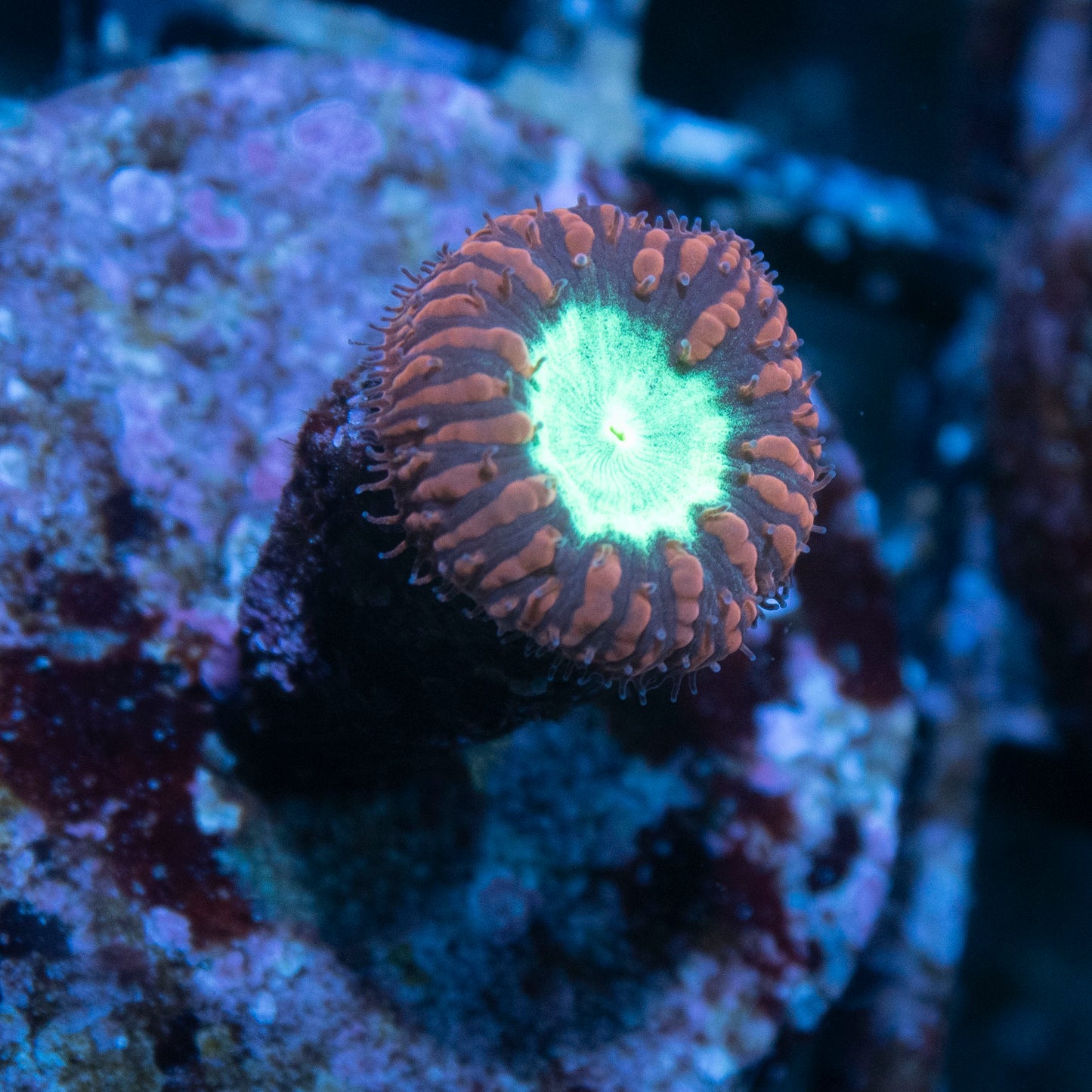 Red Blastomussa Wellsi - AquaGemCorals