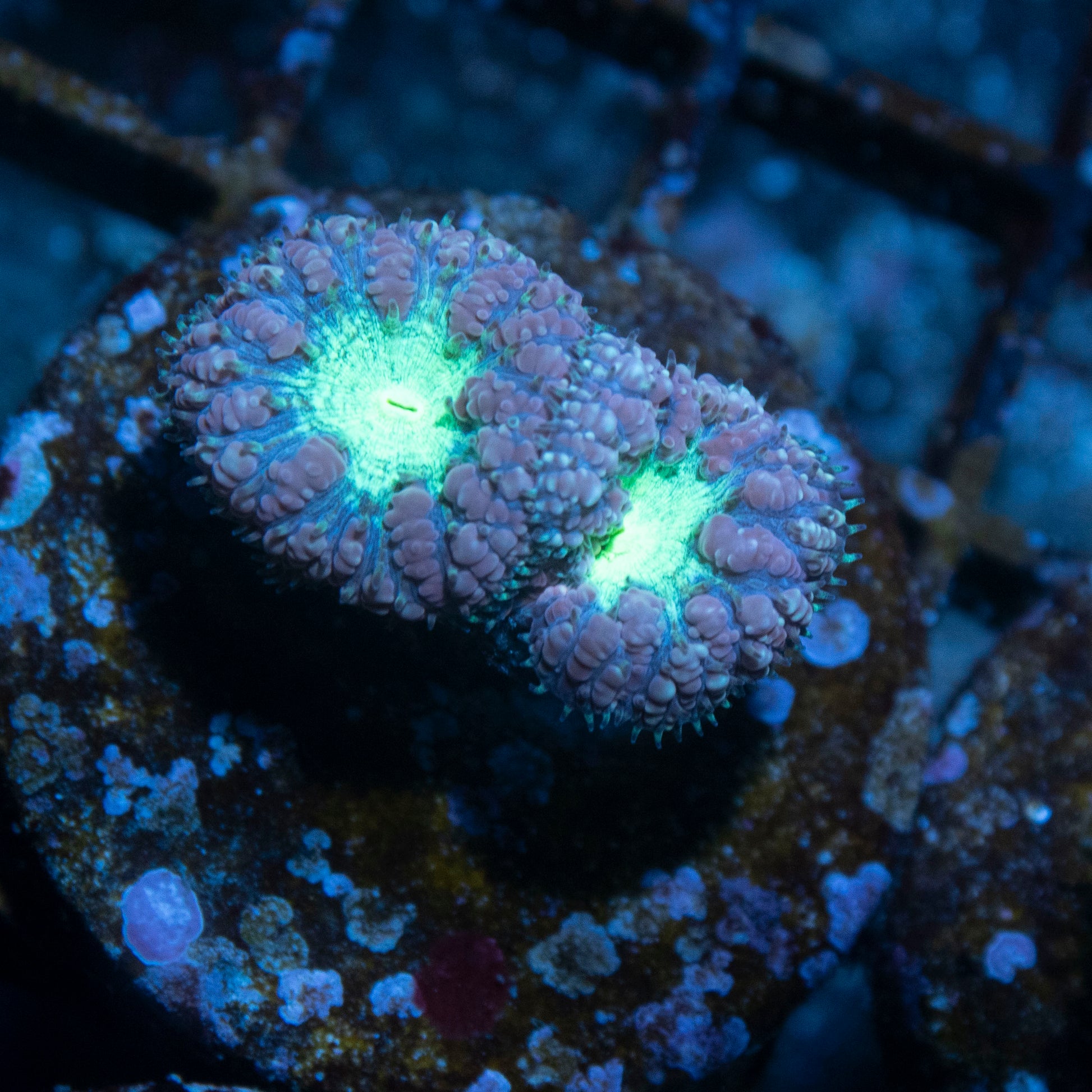 Purple and Green Blasto Wellsi - AquaGemCorals