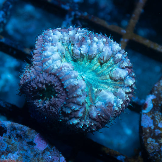 Purple Blastomussa Wellsi - AquaGemCorals