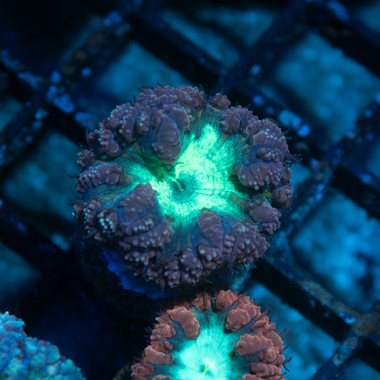 Green Blastomussa Wellsi - AquaGemCorals