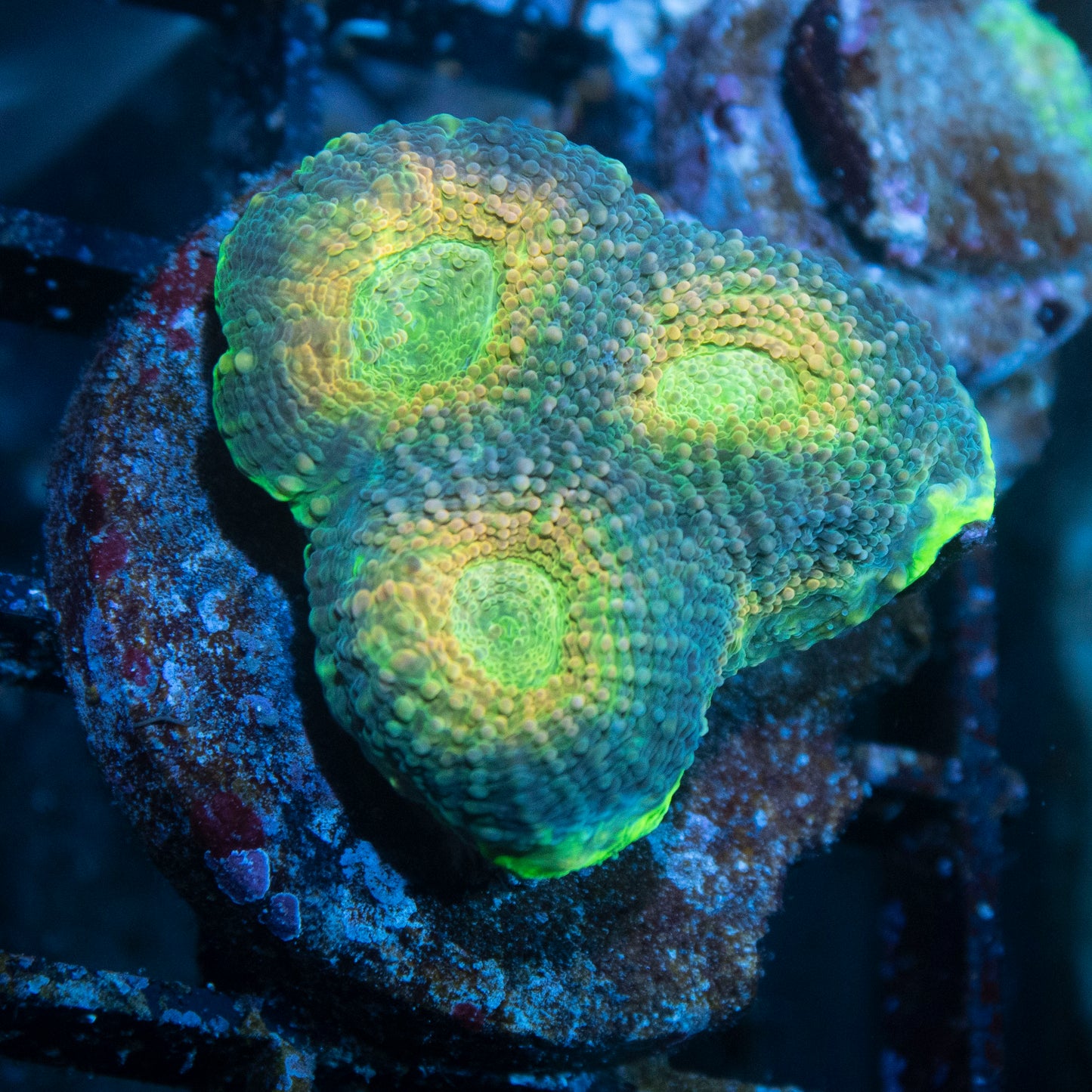 Green Acan Echinata - AquaGemCorals