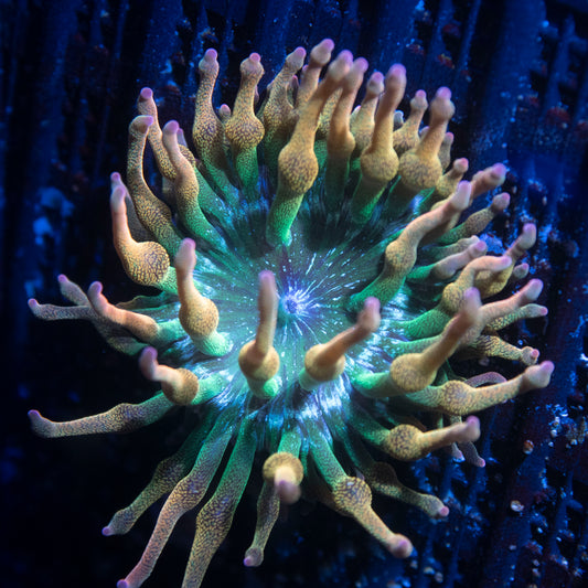 ECC Nexus Blaze Bubble Tip Anemone - AquaGemCorals