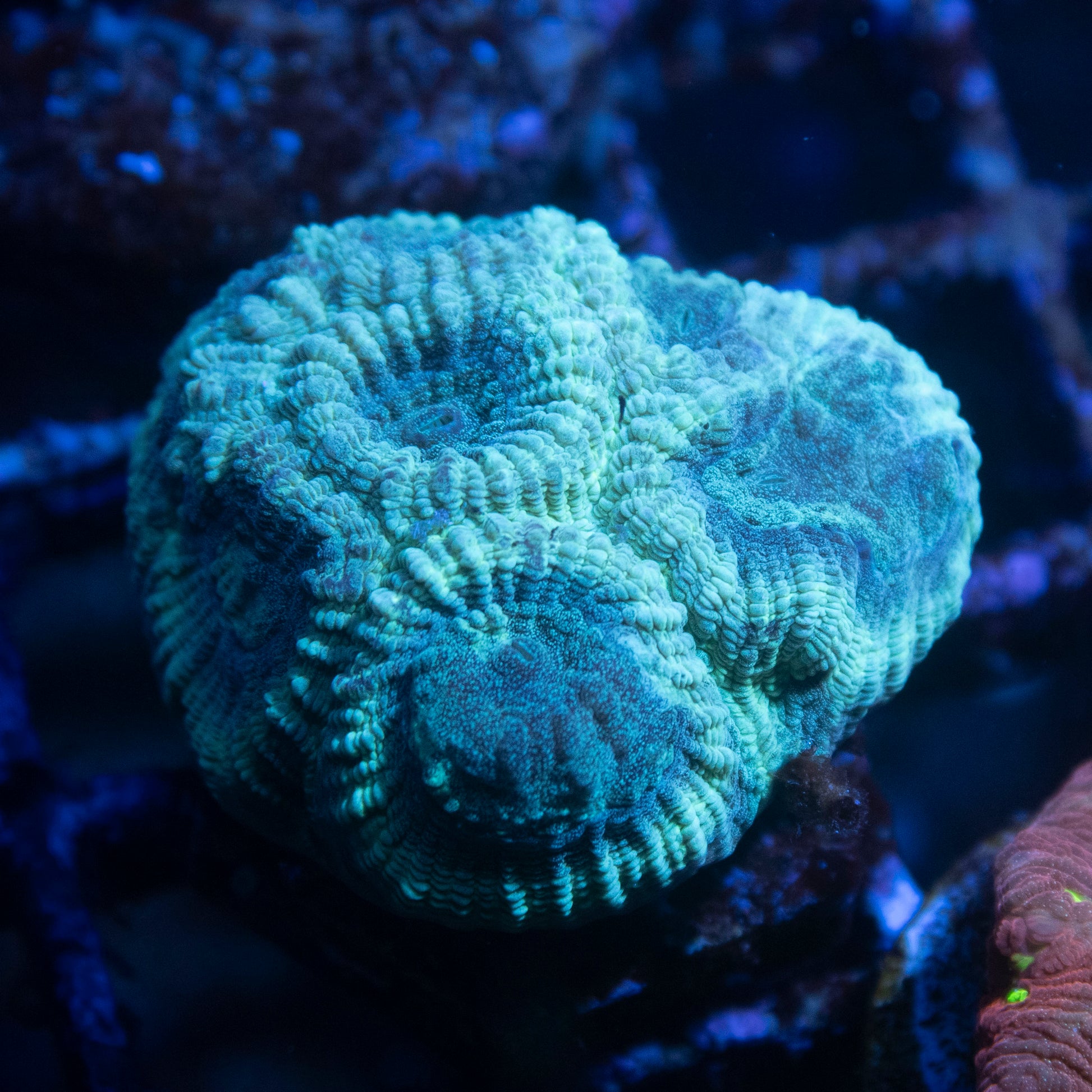 Teal Favia - AquaGemCorals