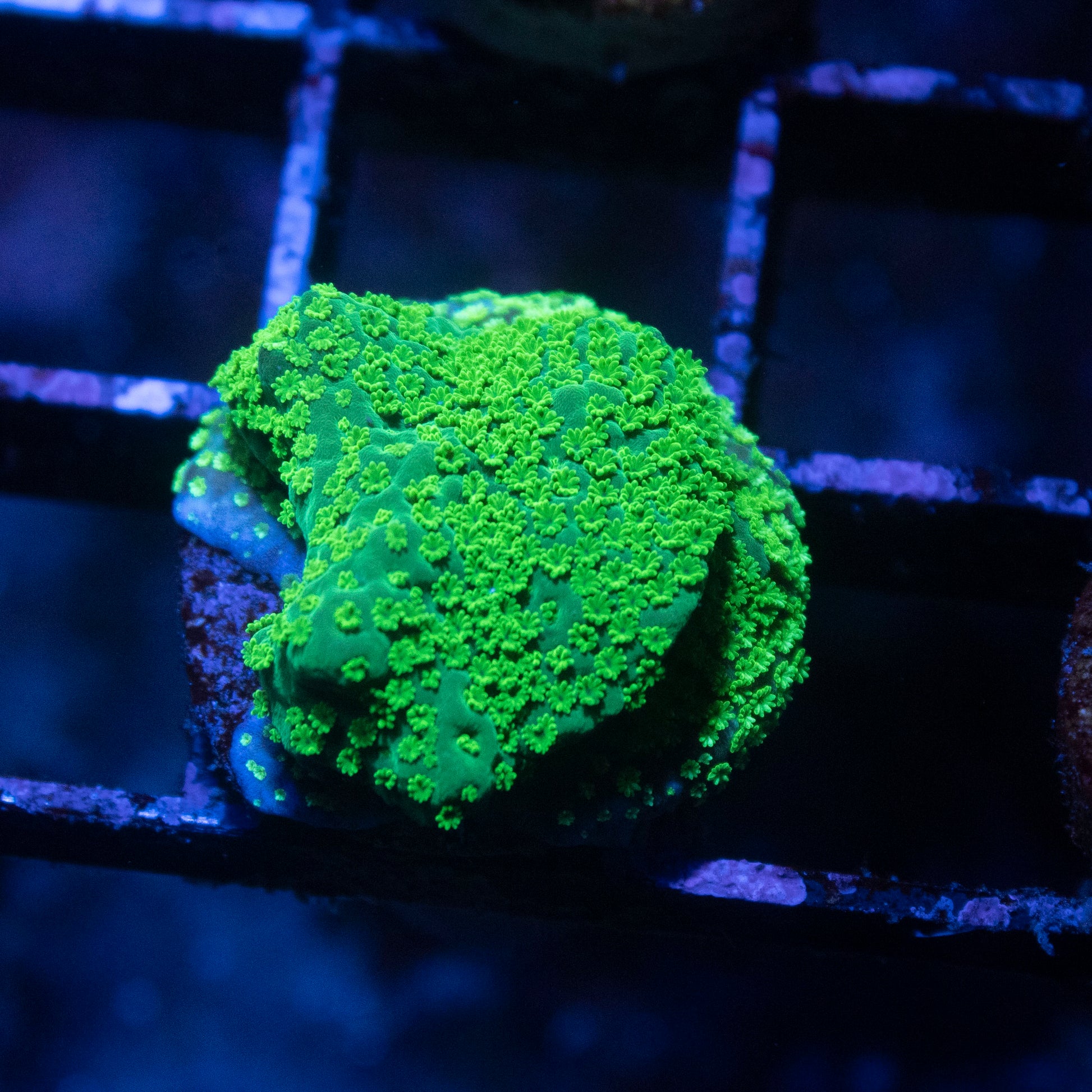 ACI Cultured Emerald Forest Montipora - AquaGemCorals