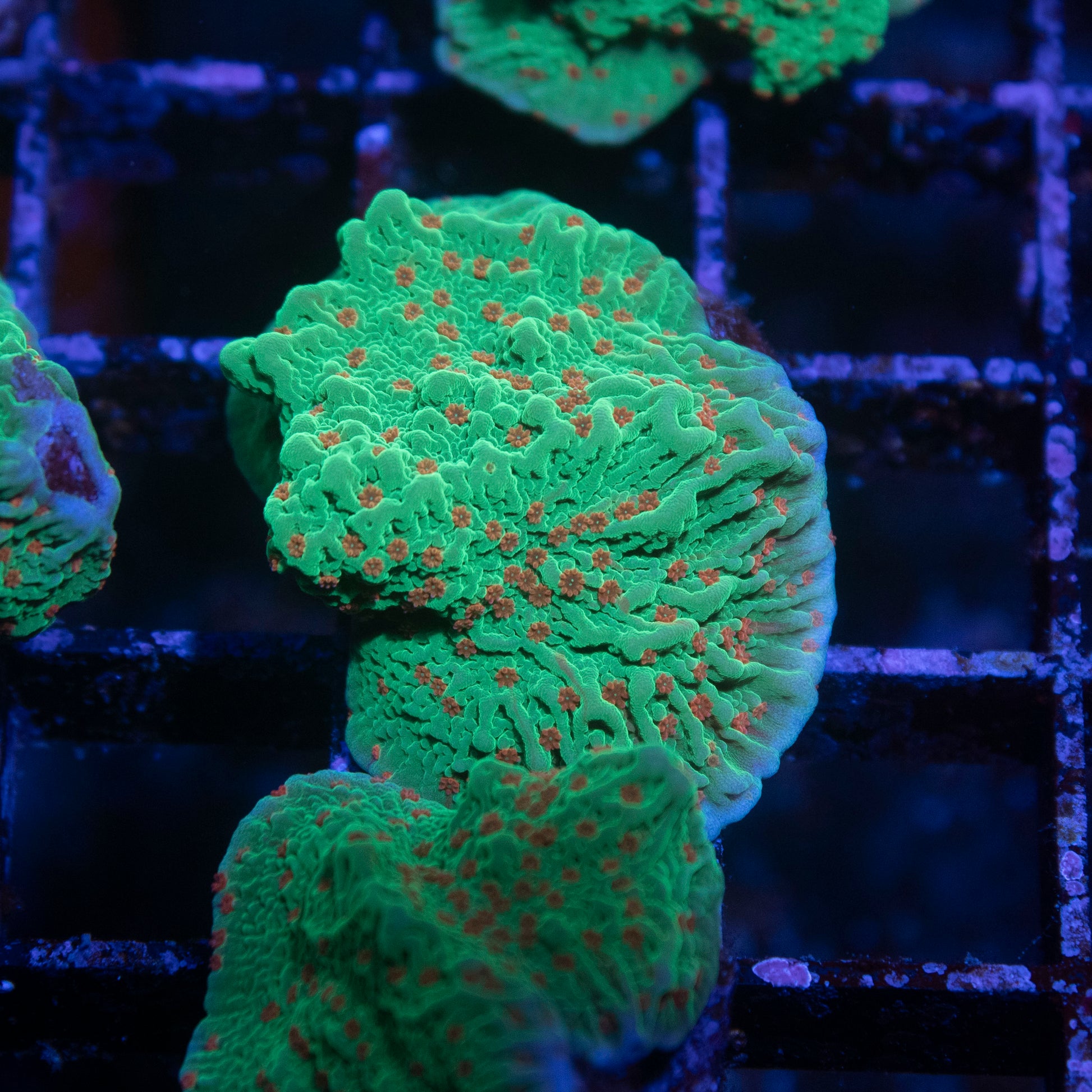 Season's Greetings Montipora - AquaGemCorals