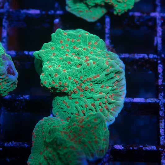 Season's Greetings Montipora