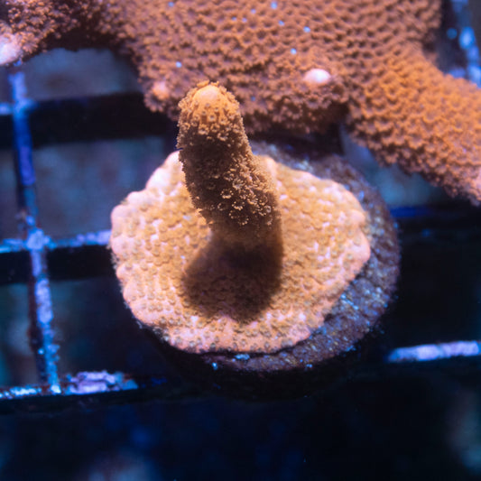 Red Montipora Digitata - AquaGemCorals