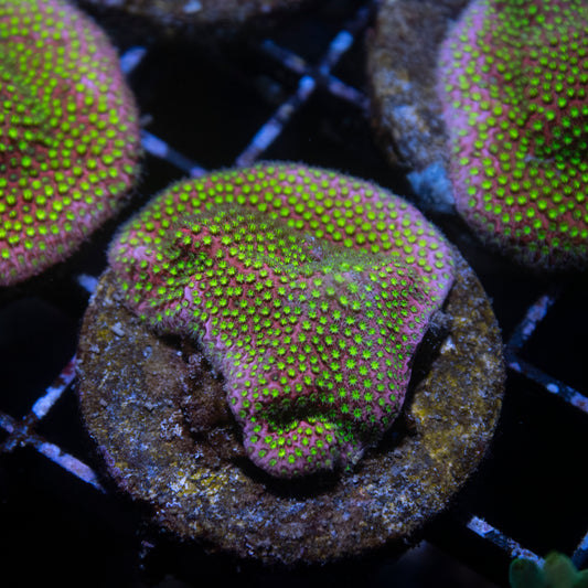 WWC Electric Daisy Stylocoeniella - AquaGemCorals