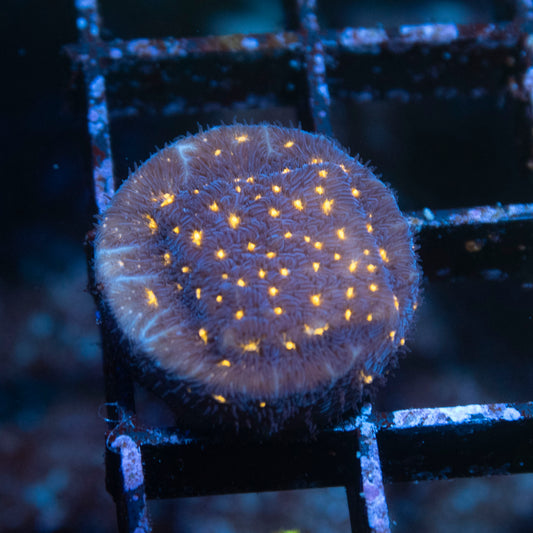 Fireworks Leptoseris - AquaGemCorals