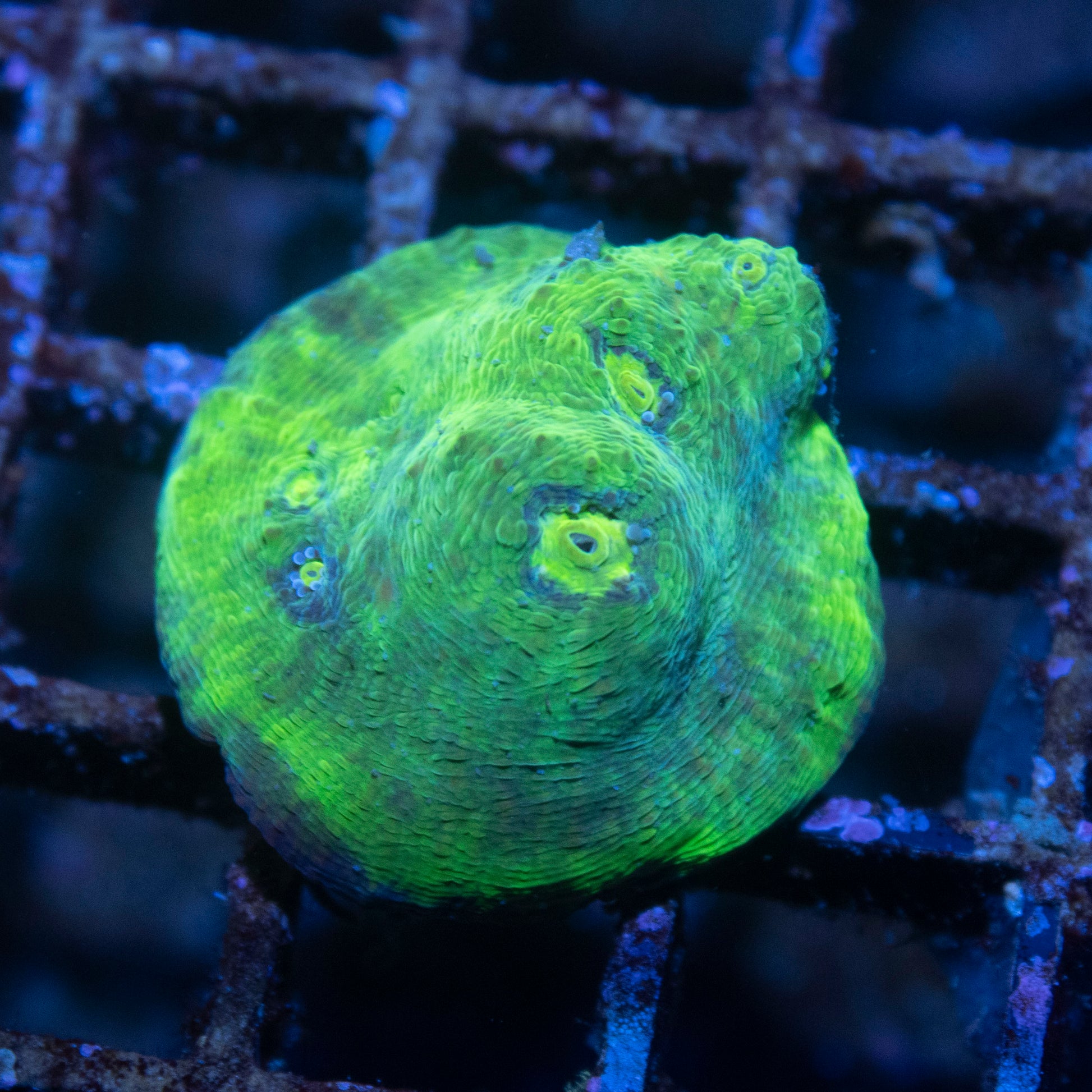 Toxic Pool Chalice - AquaGemCorals