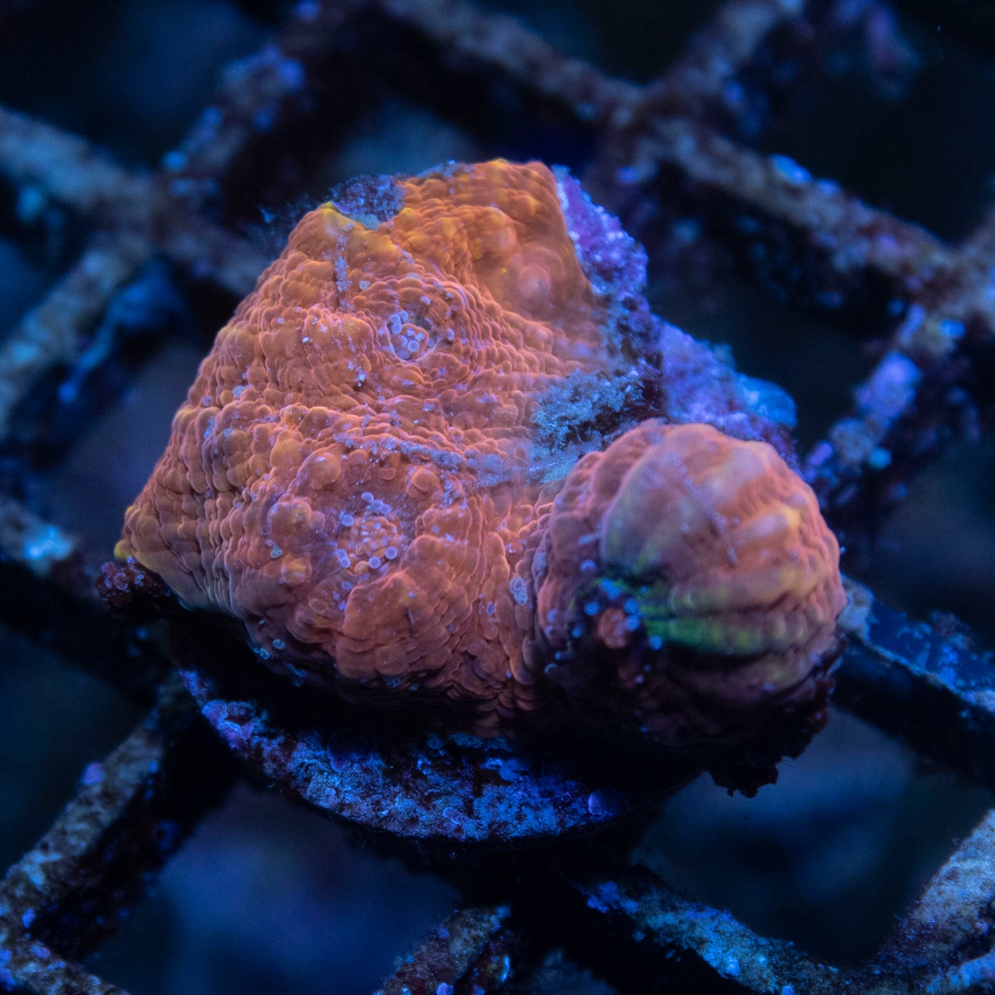 Red and blue doted chalice - AquaGemCorals