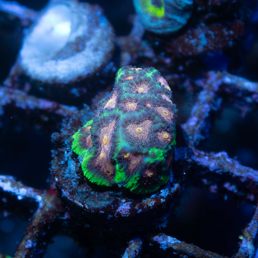 Bejeweled Favites - AquaGemCorals