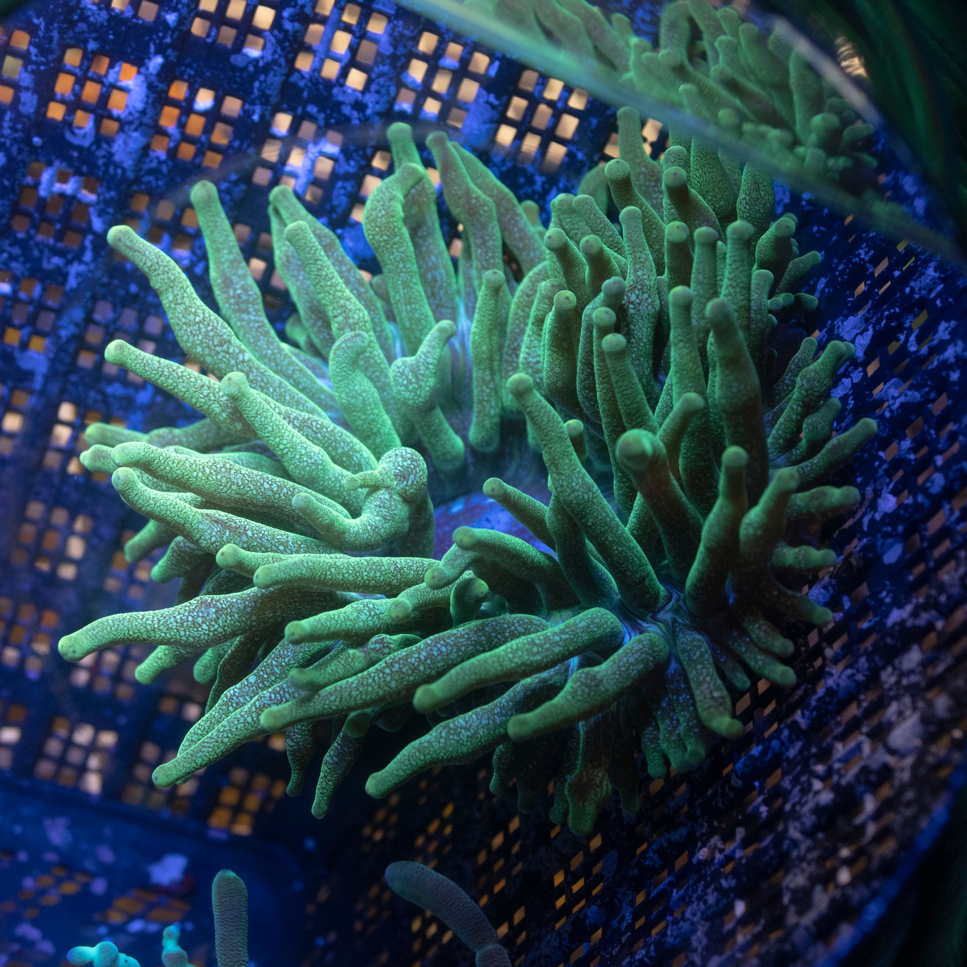 Acid Wash Anemone - AquaGemCorals