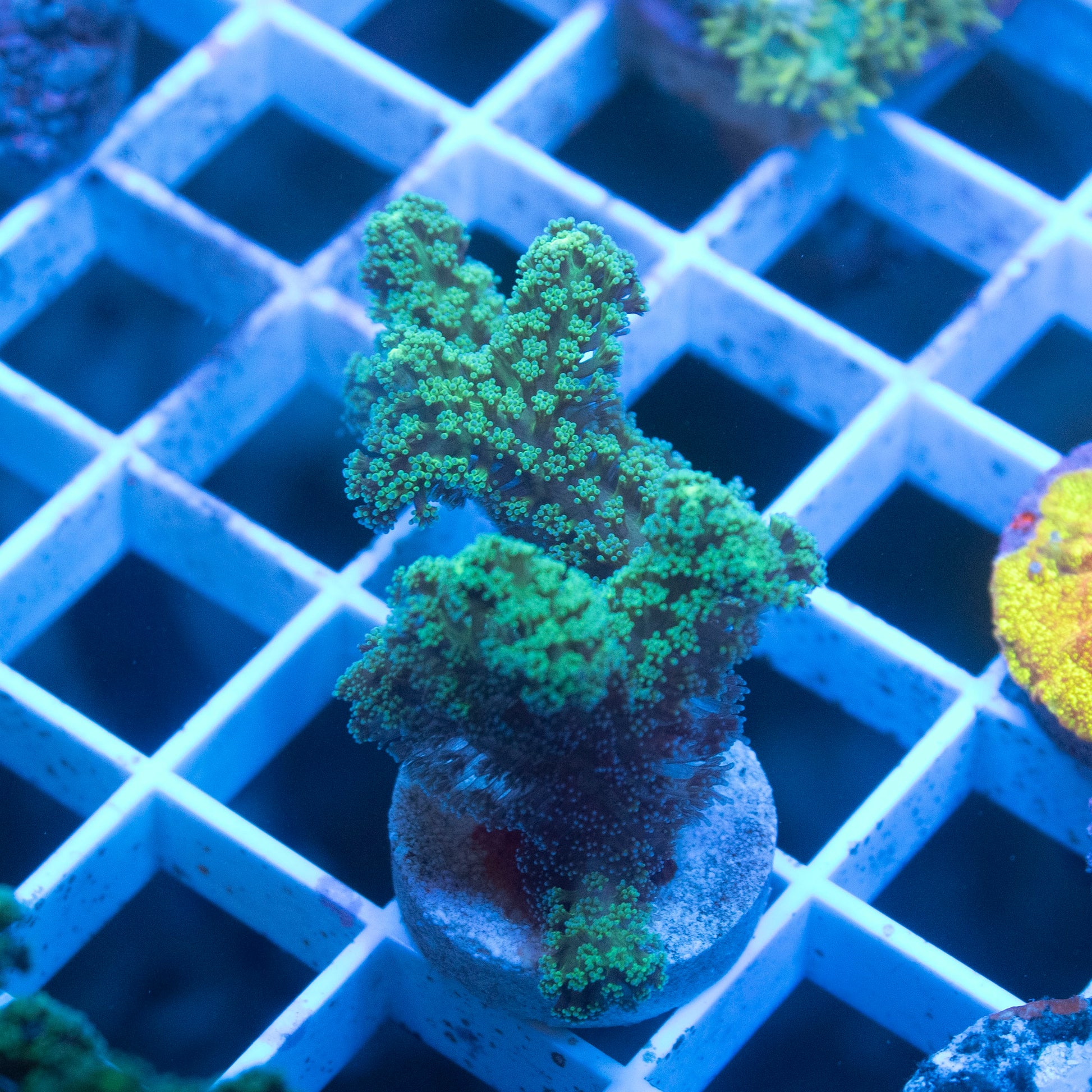 ACI Cultured Neon Green guttatus Seriatopora - AquaGemCorals