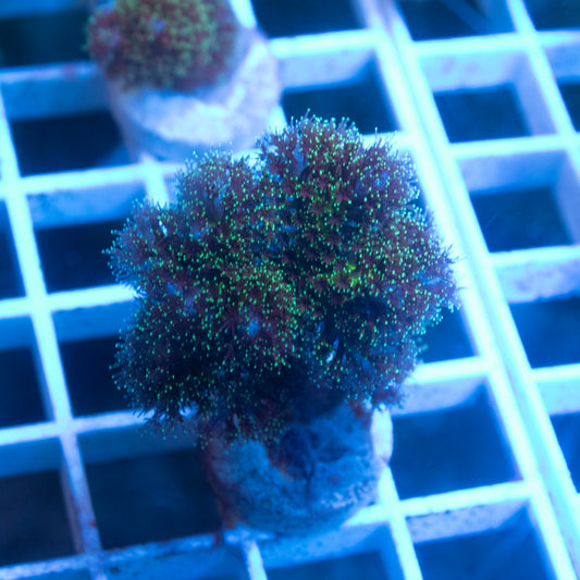 Fuzzy Green Pocillopora - AquaGemCorals