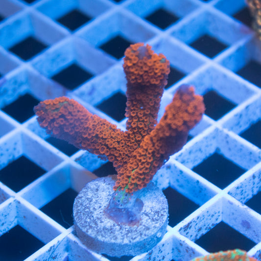 Forest Fire Montipora Digitata - AquaGemCorals