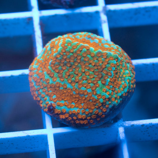 Aquaman Montipora - AquaGemCorals