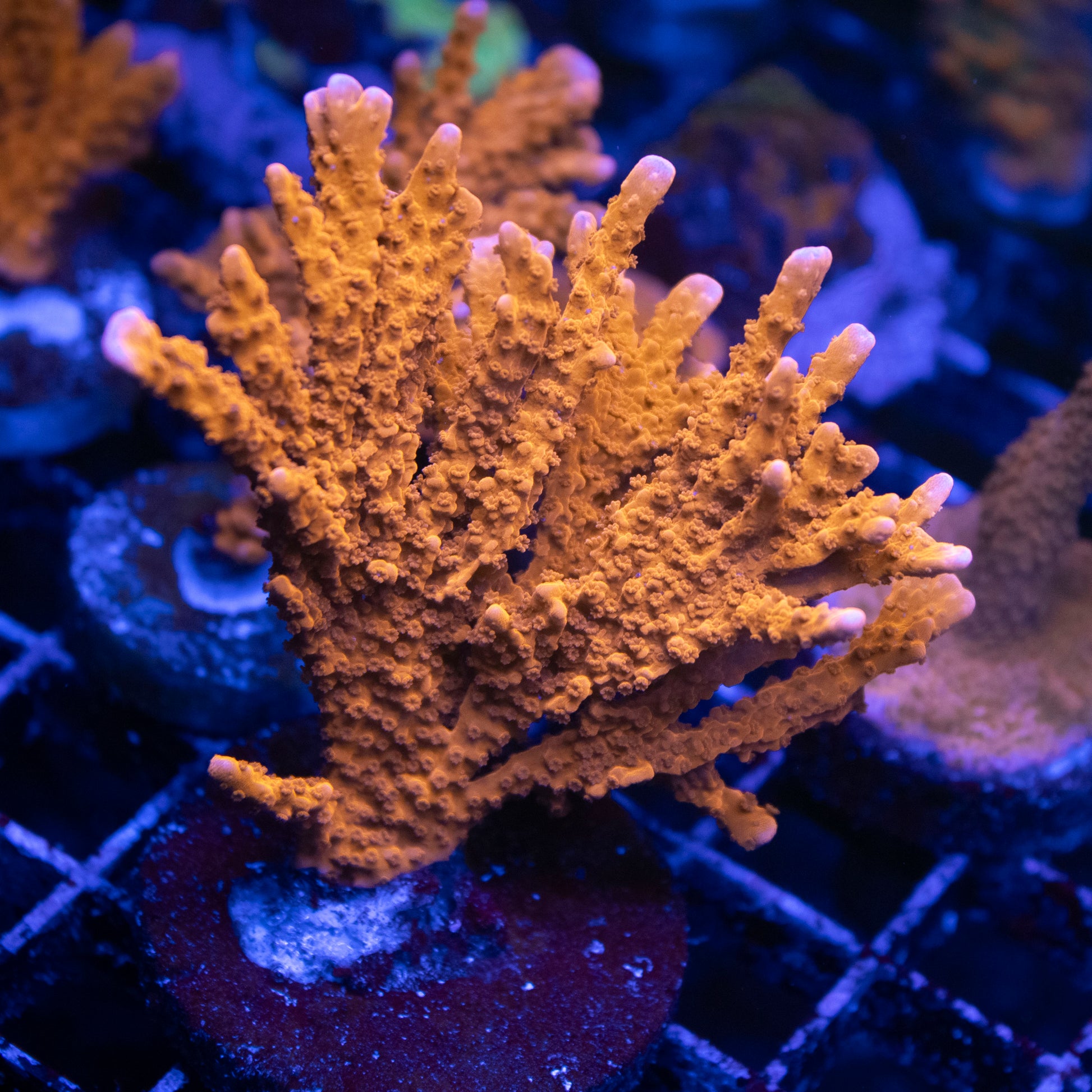 ACI Manilla spy monti - AquaGemCorals