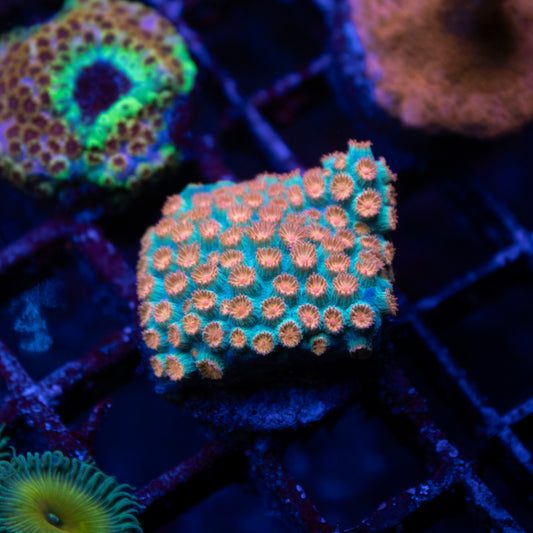 Meteor Shower Cyphastrea - AquaGemCorals