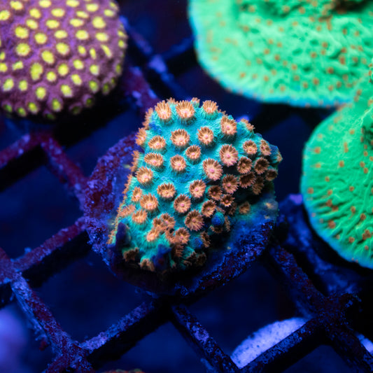 Meteor Shower Cyphastrea - AquaGemCorals