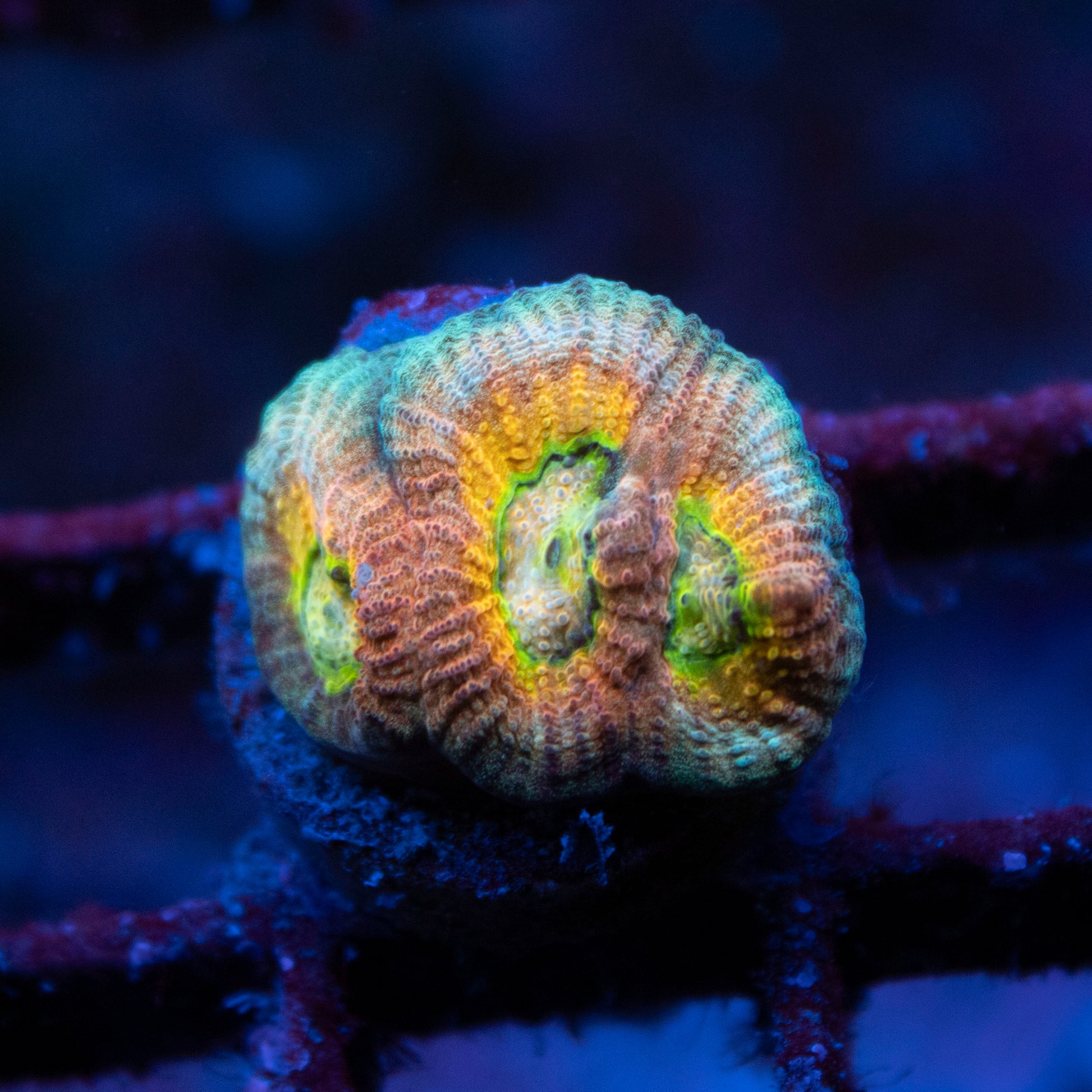 ACI Cultured Drunk Monkey Dipsastraea - AquaGemCorals