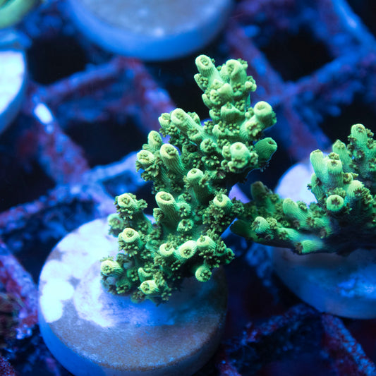 ACI Martian Man Hunter Acropora