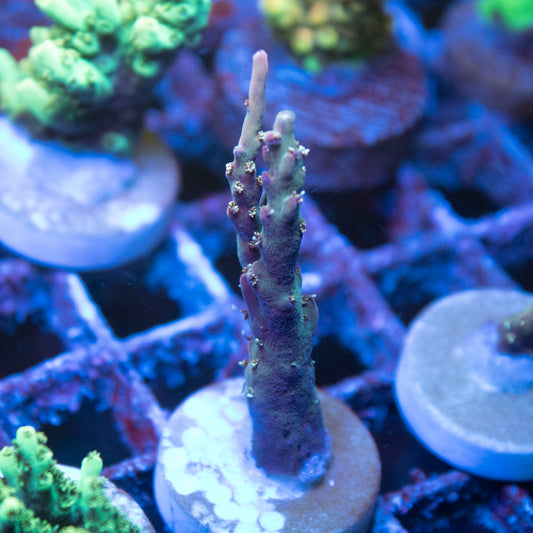 ACI Crimson Acropora