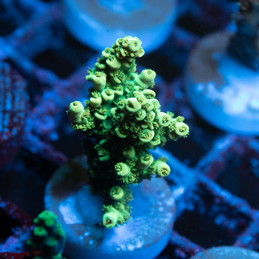 ACI Gold Rush Acropora hyacinthus