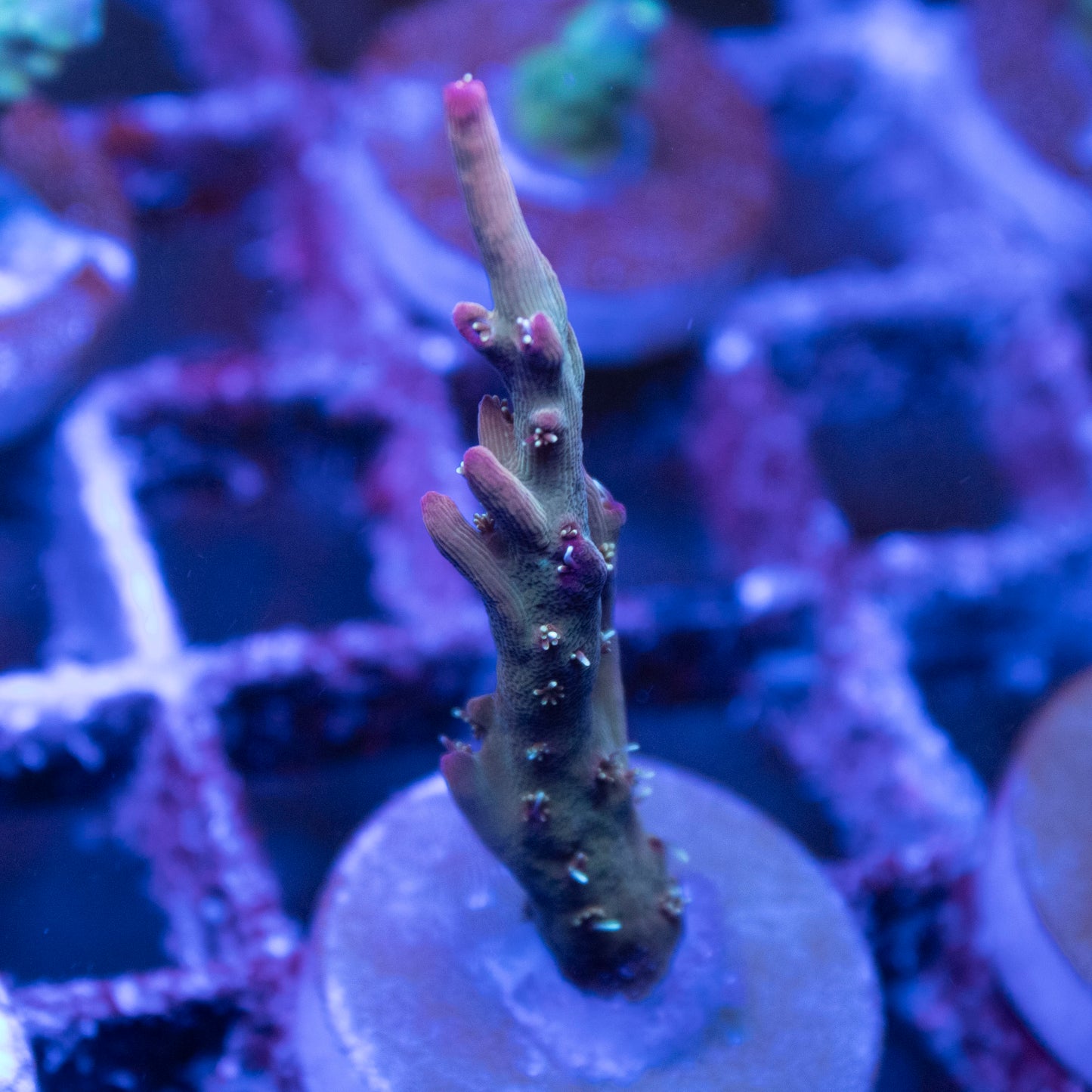 ACI Crimson Acropora