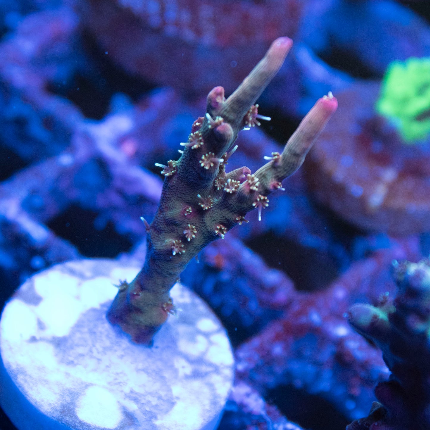 ACI Crimson Acropora