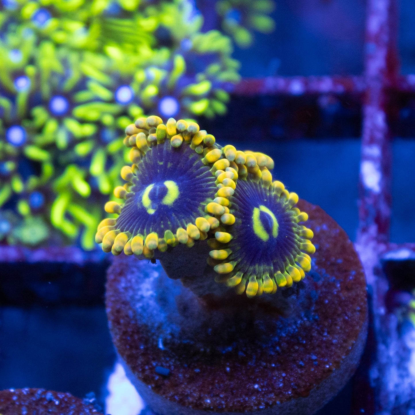 Rainbow Yoda Zoa