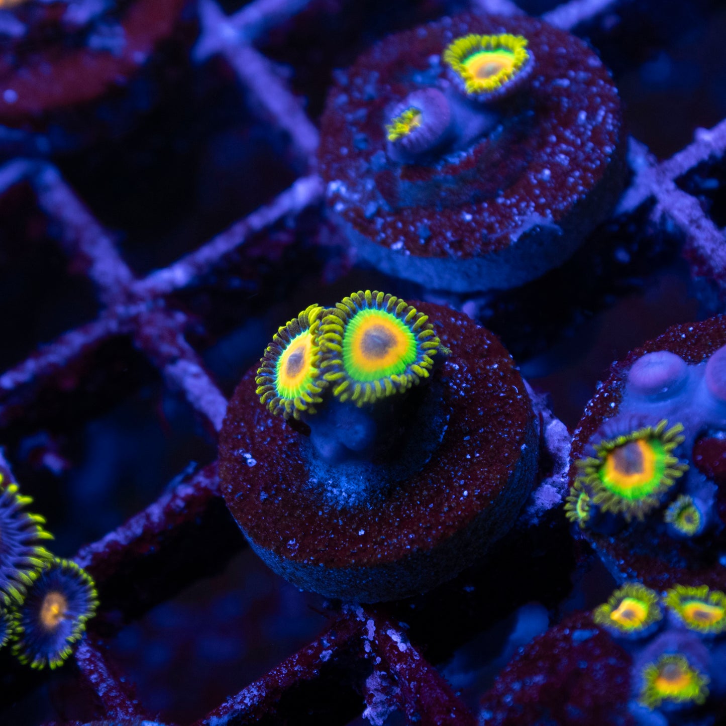 Rasta Zoa