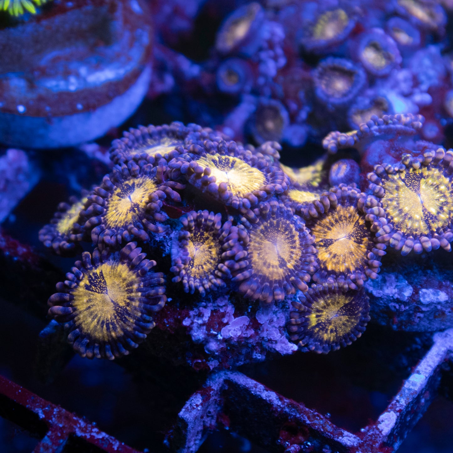 Pandora Zoa