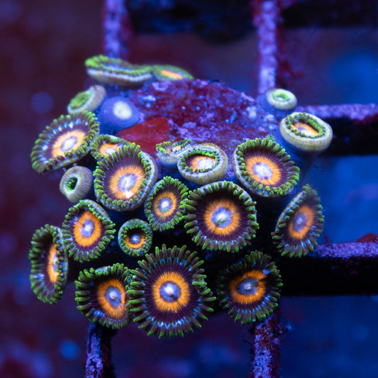 Tidal Gardens C-137 Zoanthid