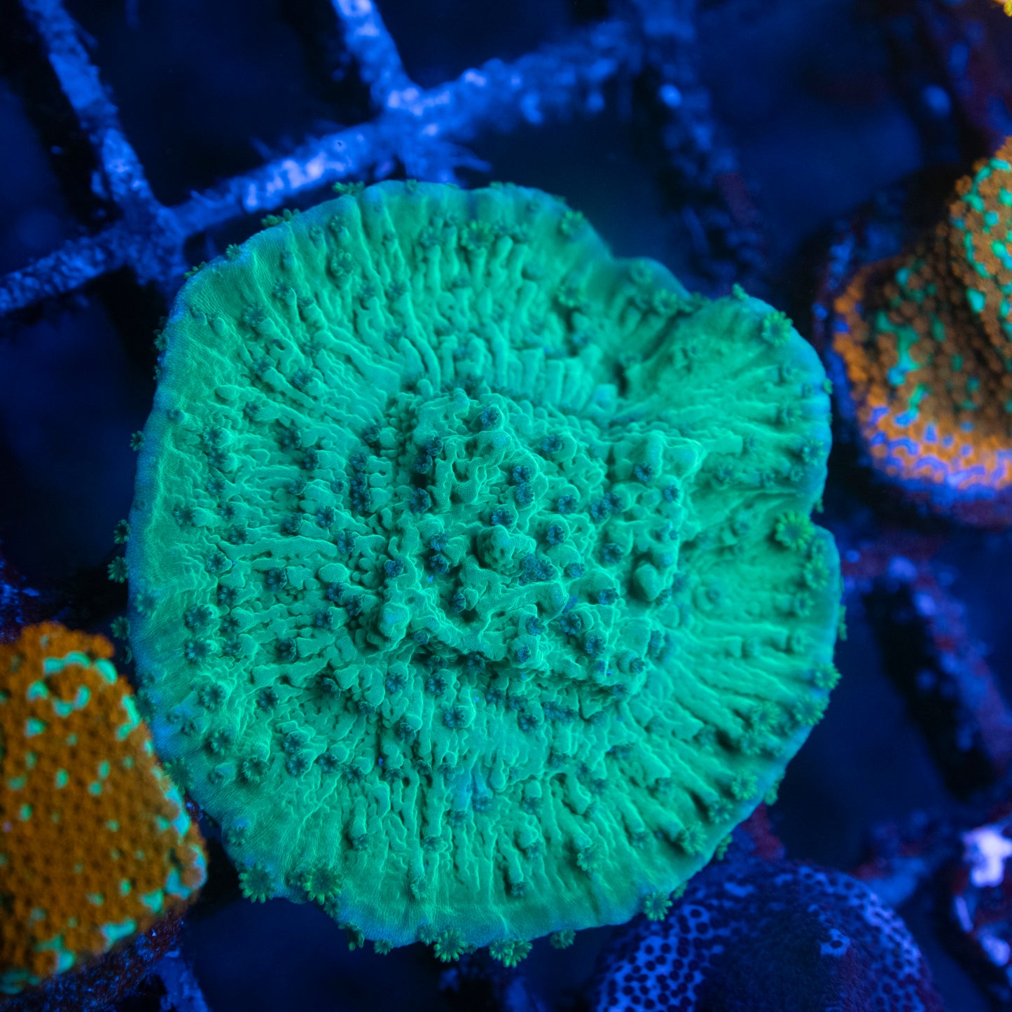 Flower Petal Montipora